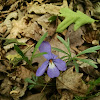 Birdsfoot Violet