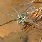 Six-Spotted Fishing Spider