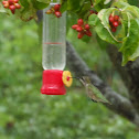 ruby throat humming bird