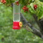 ruby throat humming bird