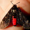 Eucereon Tiger Moth