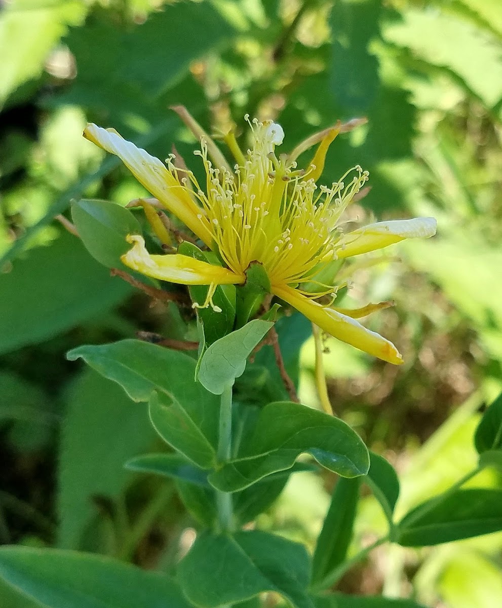 Great St. Johnswort