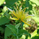 Great St. Johnswort