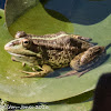 Iberian Water Frog