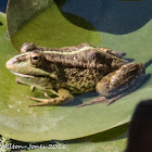 Iberian Water Frog