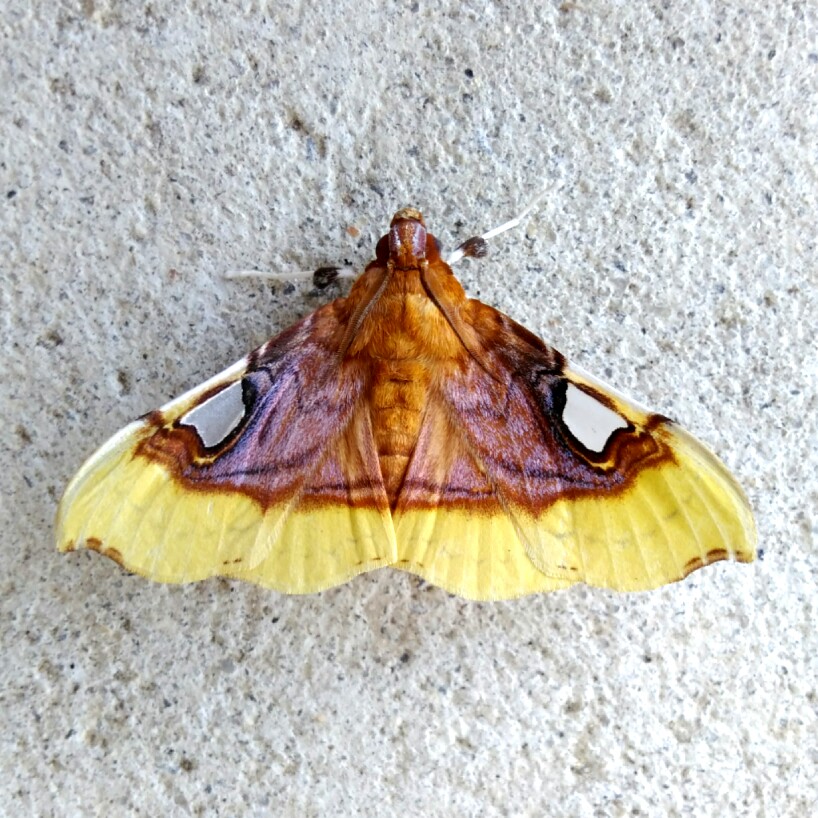 Crambid Moth