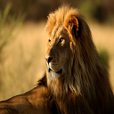 Magnificent Lion