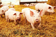 Belgian researchers will study the effect music has on pigs. Stock image.