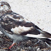 Rock Dove