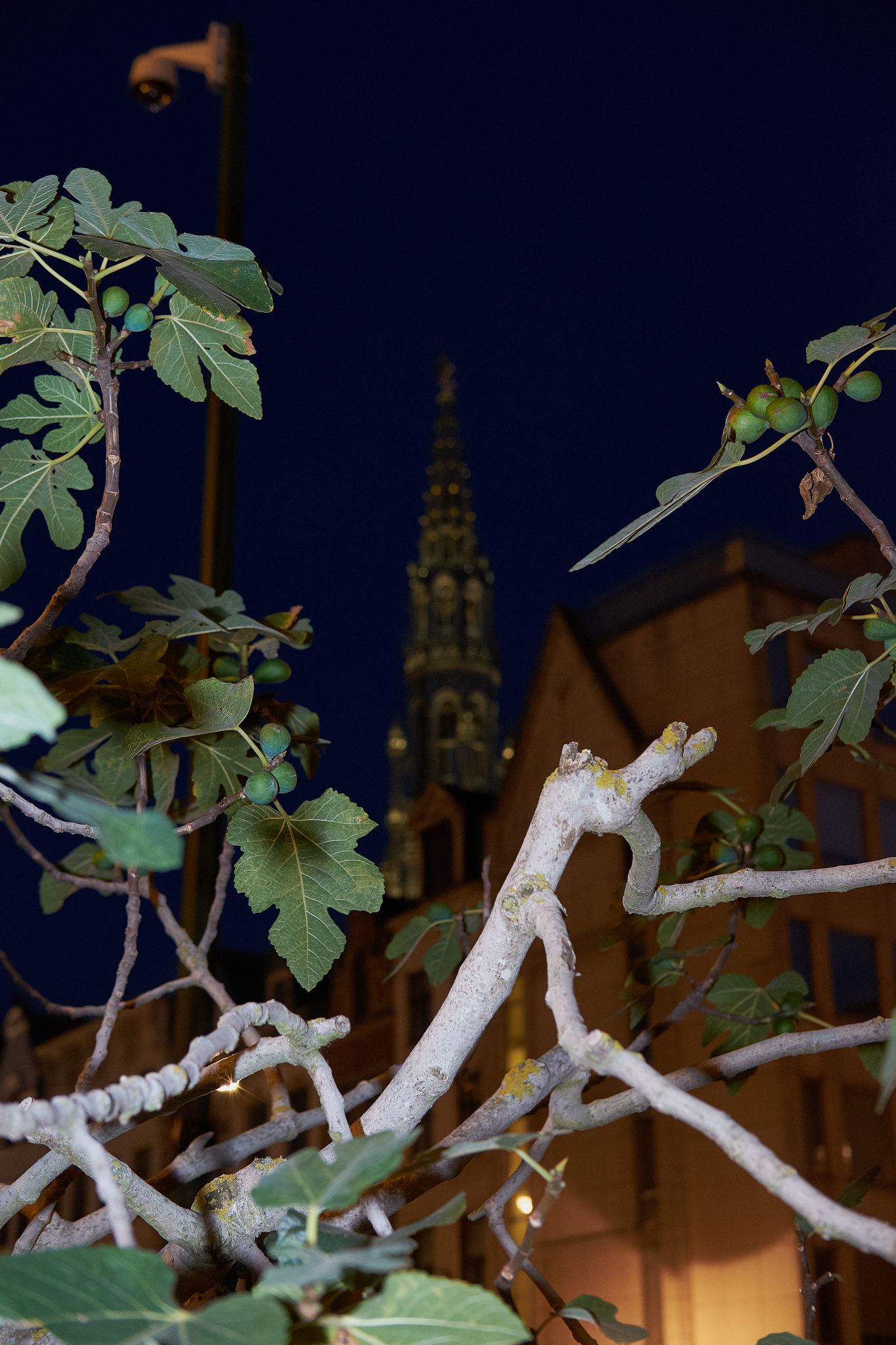 Fichi a Bruxelles di dgarri