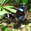 Common Eggfly (female)