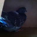 Rock dove (pigeon)