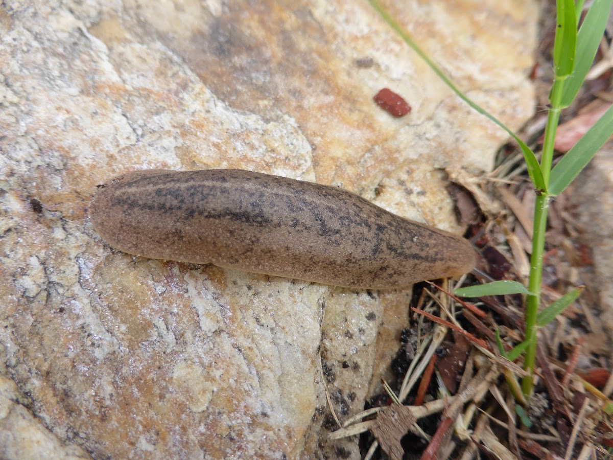 Florida Leatherleaf