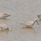 Willets