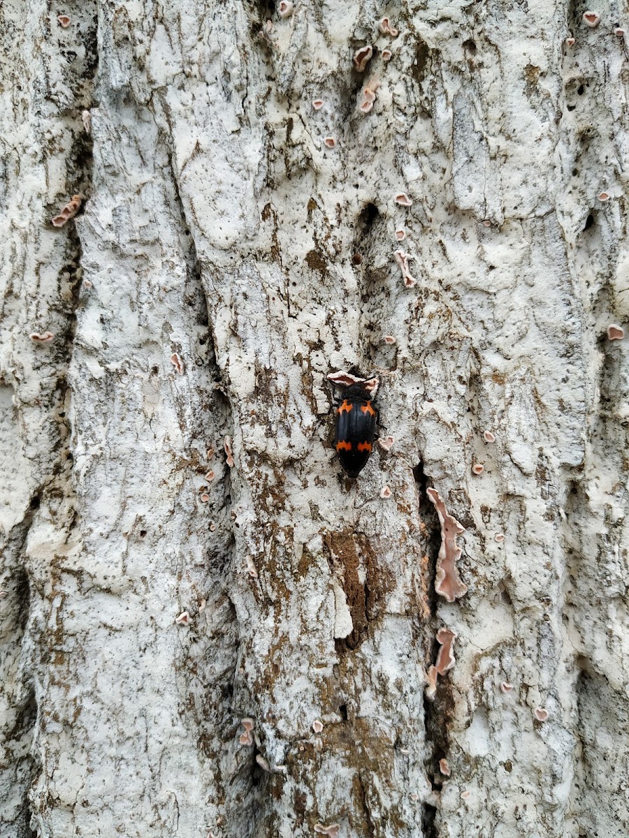 Pleasing fungus beetles