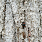 Pleasing fungus beetles