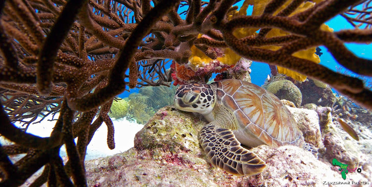 A sea turtle in the reef in Bonaire in the Southern Caribbean. 