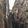 Cave Cricket