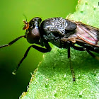 Spotted winged catfly