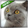 Cat Sounds icon