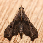 Faint-spotted Palthis - 8398