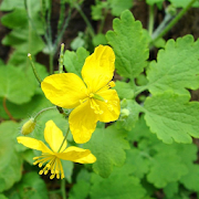 Celandine Jigsaw Puzzles  Icon