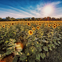 Sunflowers camp di 