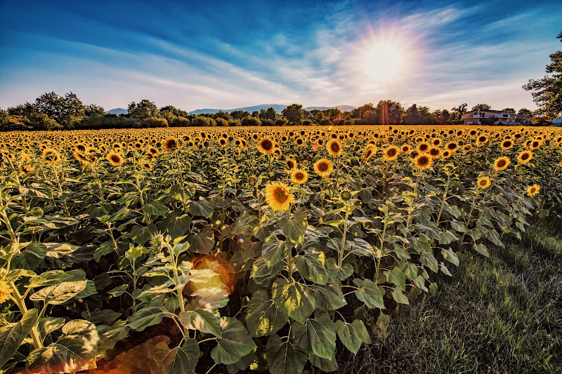 Sunflowers camp di Matteo90