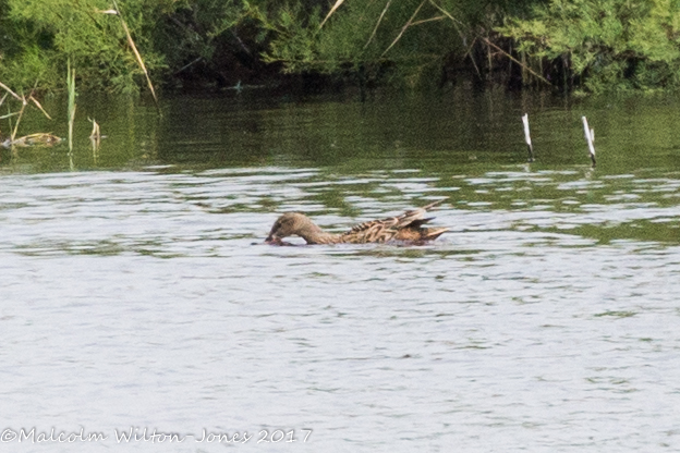 Gadwall; Anade Friso