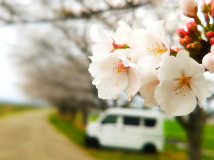 エブリイバンのスズキエブリィ・花見日和・桜コラボ・春の陽気に関するカスタム事例の投稿画像3枚目