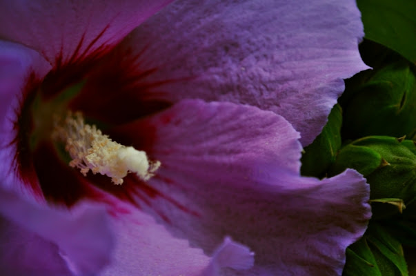 L'occhio del fiore di contemod