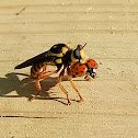 Bee-mimic Robber Fly