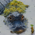 American Alligator