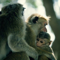 UNA FAMIGLIA UNITA di 