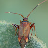 Mirid Plant Bug