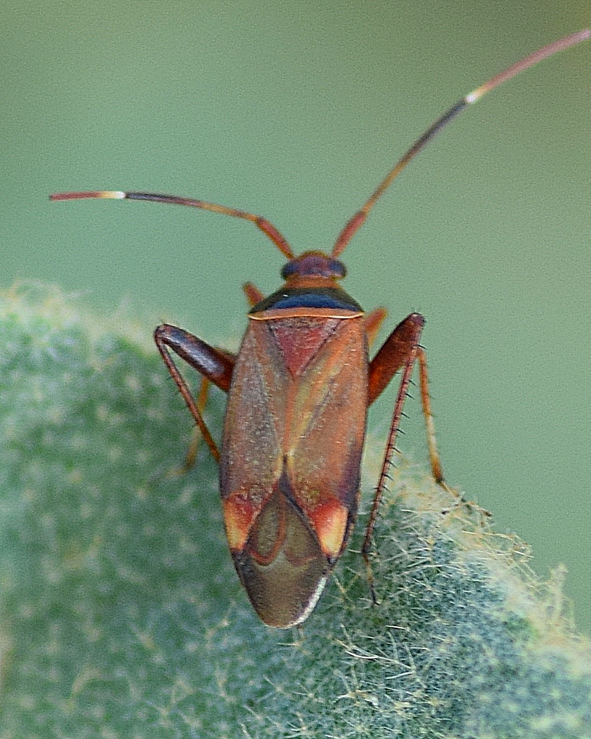 Mirid Plant Bug