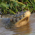 Yacare Caiman