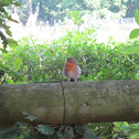 European robin