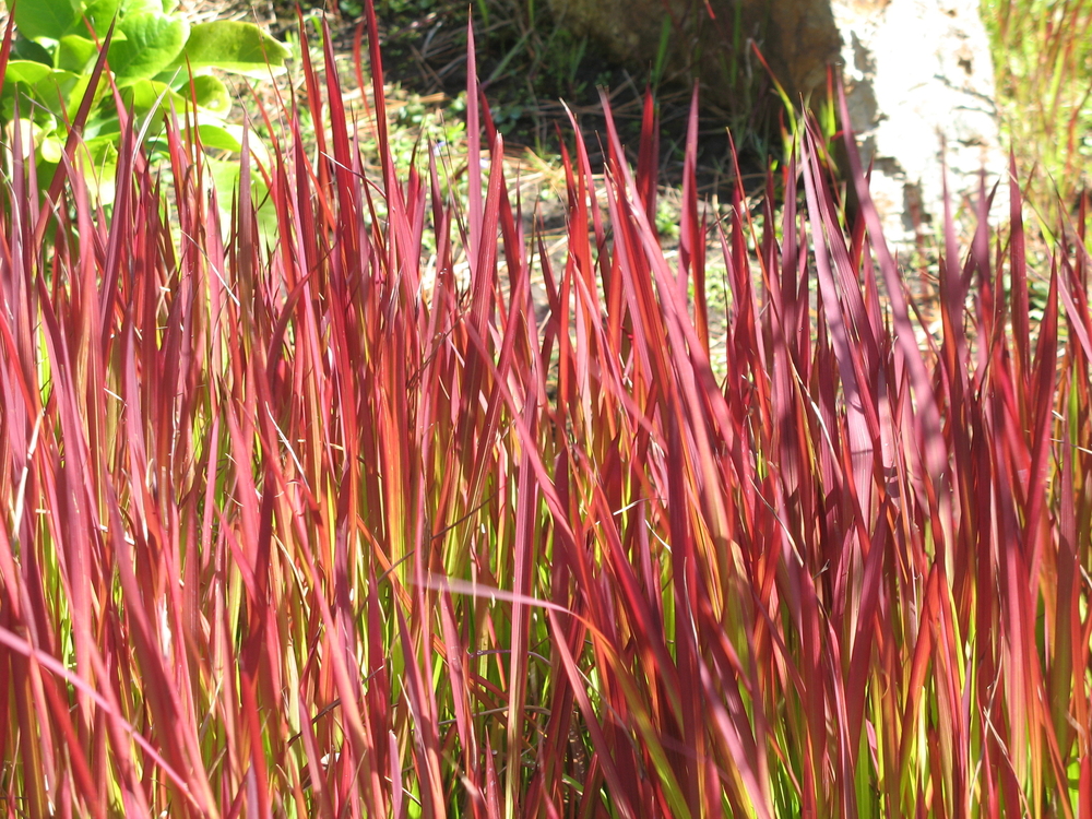 Tuincentrum De Schouw | Tuinplanten | Siergrassen