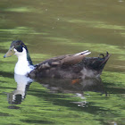 Domestic duck