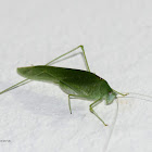 Katydid