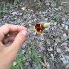 Prairie coneflower