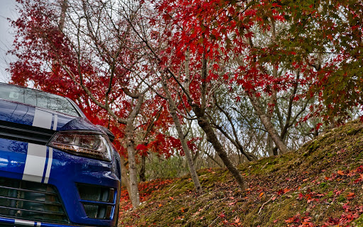 ゴルフ R の紅葉と愛車 ホームセンタームサシ 美原店に関するカスタム メンテナンスの投稿画像 車のカスタム情報はcartune