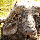 African Buffalo, Cape Buffalo