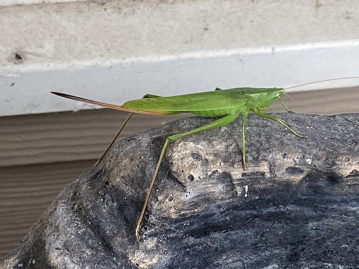 Conehead Katydid