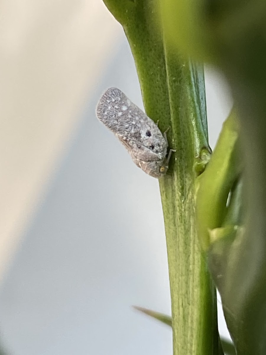 Citrus flatid Planthopper