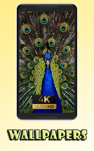 Peacocke colors sweet fly Wallpaper 1.0 APK + Mod (Unlimited money) إلى عن على ذكري المظهر