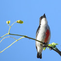 Red Keeled Flower Pecker