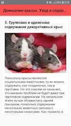 Домашние крысы. Уход и содержание poster 6