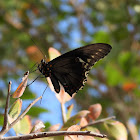 Polydamas swallowtail